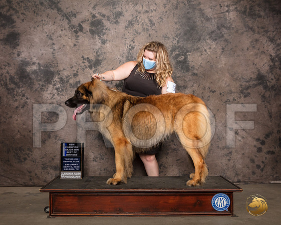 Leonberger #5 Sat BOW Judge Darryl Vice_SR_7570_Belton2020_HR3