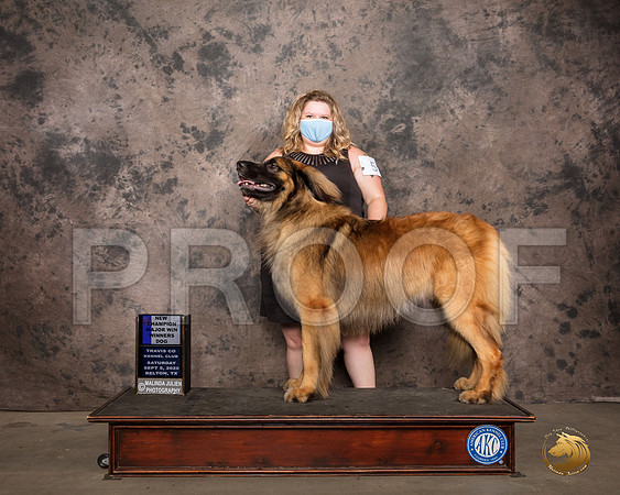 Leonberger #5 Sat BOW Judge Darryl Vice_SR_7572_Belton2020_HR3