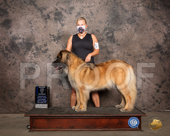 Leonberger #6 Sat BOW Judge Darryl Vice_SR_7579_Belton2020_HR3