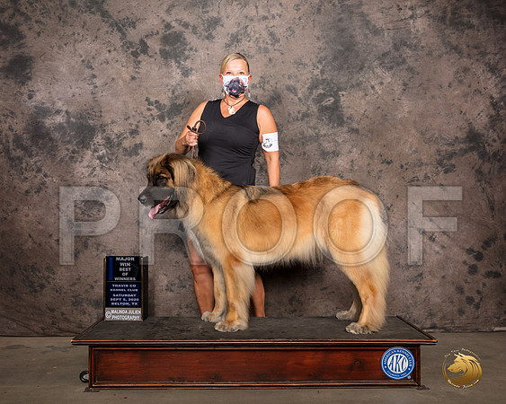 Leonberger #6 Sat BOW Judge Darryl Vice_SR_7582_Belton2020_HR3