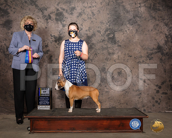 Miniature Bull Terrier #8 Sat BOB Judge Vicki Abbott_SR_7560_Belton2020_HR3