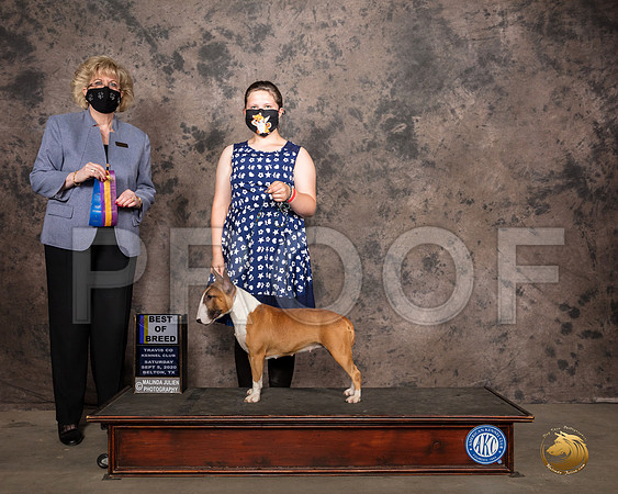 Miniature Bull Terrier #8 Sat BOB Judge Vicki Abbott_SR_7561_Belton2020_HR3