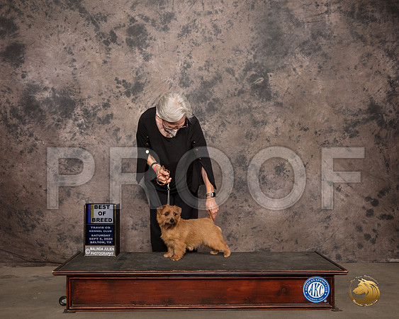 Norfolk Terrier #6 Sat BOB Judge Col Joe Purkhiser_SR_7541_Belton2020_HR3