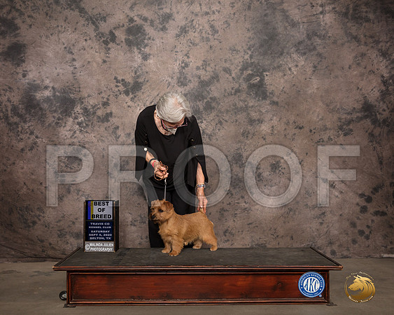 Norfolk Terrier #6 Sat BOB Judge Col Joe Purkhiser_SR_7542_Belton2020_HR3
