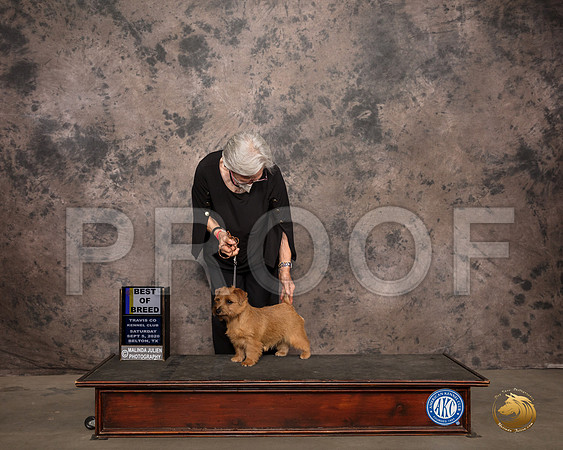 Norfolk Terrier #6 Sat BOB Judge Col Joe Purkhiser_SR_7543_Belton2020_HR3