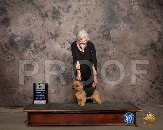 Norwich Terrier #5 Sat BOB Judge Col Judge Purkhiser_SR_7534_Belton2020_HR3