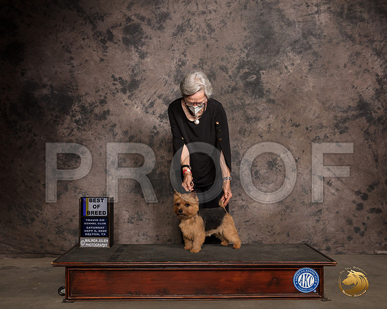Norwich Terrier #5 Sat BOB Judge Col Judge Purkhiser_SR_7536_Belton2020_HR3