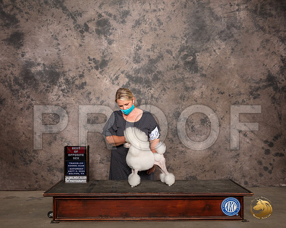 Poodle Toy #20 Sat BOS Judge Col Joe Purkhiser_SR_7482_Belton2020_HR3