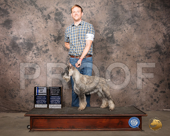 Schnauzer #5 Sat BOW Judge Darryl Vice_SR_7633_Belton2020_HR3