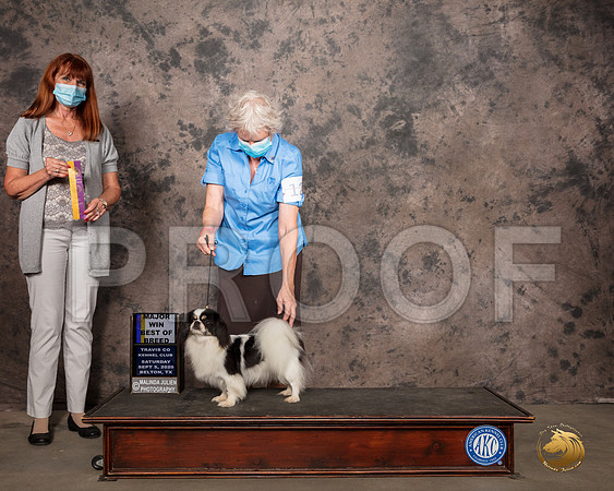 Tibetan Spaniel #12 Sat BOB Judge Linda Hurlebaus_SR_7527_Belton2020_HR3
