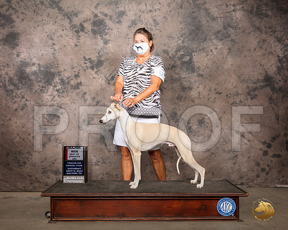 Whippet #9 Sat BOS Judge Nancy Leising_SR_7622_Belton2020_HR3