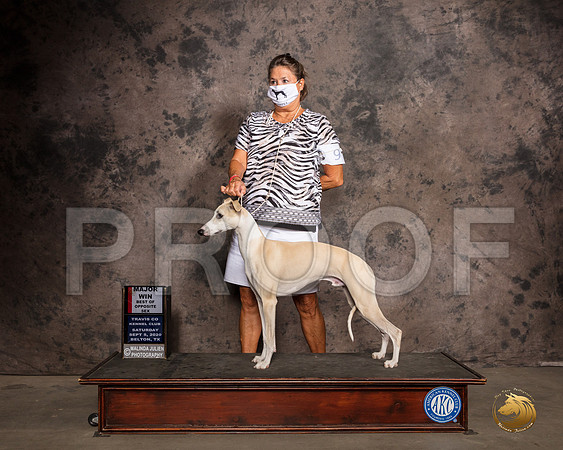 Whippet #9 Sat BOS Judge Nancy Leising_SR_7623_Belton2020_HR3
