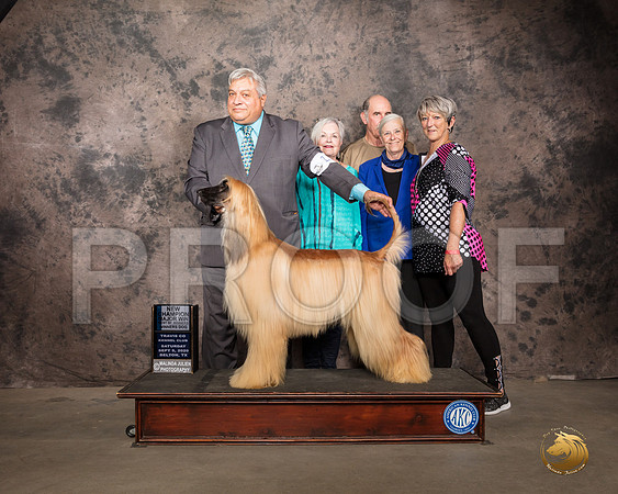 Afghan Hound #11 Sat BOW Judge Robert Robinson_SR_7797_Belton2020_HR3