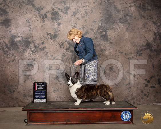 Cardigan Welsh Corgi #8 Sat WBBOS Judge Marilyn Van Vleit_SR_7877_Belton2020_HR3