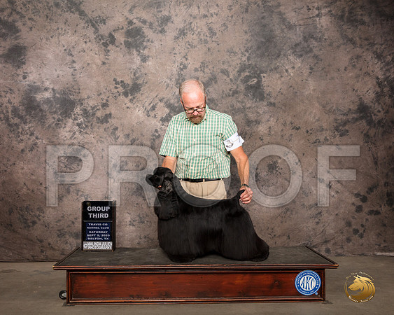 Cocker Spaniel Black #7 Sat G3 Judge Robert Robinson_SR_7899_Belton2020_HR3