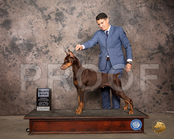 Doberman Pinscher #82 Sat Judge Gena Box Young_SR_7884_Belton2020_HR3