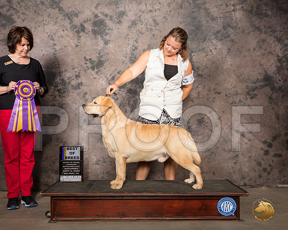 Golden Retriever #31 Sat BOB Judge Shari Kirschner_SR_7671_Belton2020_HR3