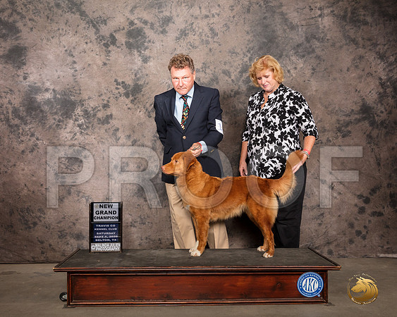 Nova Scotia Duck Tolling Retriever #? NGrCh Judge ?_SR_7873_Belton2020_HR3