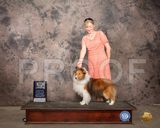 Shetland Sheepdog #17 Sat BOB Judge Robert Robinson_SR_7921_Belton2020_HR3