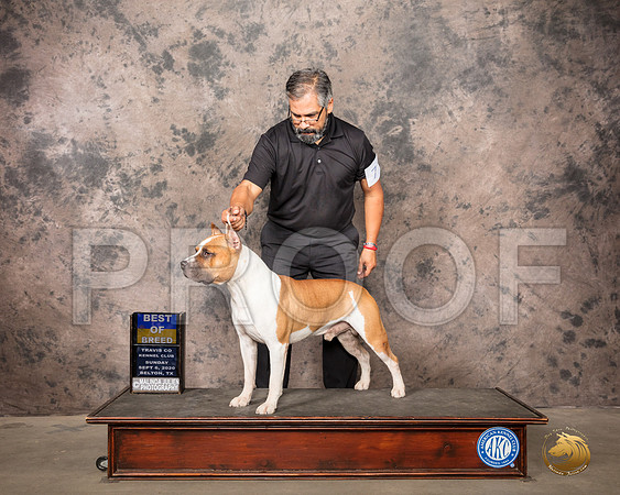 American Staffordshire Terrier #7 Sun BOB Judge Darryl Vice_SR_8148_Belton2020_HR3
