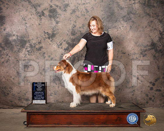 Australian Shepherd #26 Sun WB Judge Murrel Purkhiser_SR_8423_Belton2020_HR3