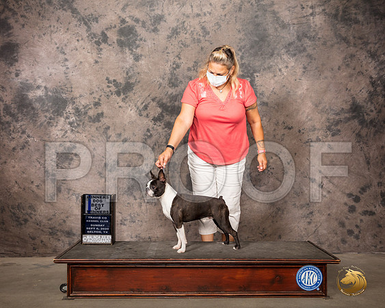 Boston Terrier #7 Sun BOB Judge Lee Whittier_SR_8166_Belton2020_HR3