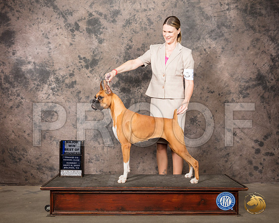 Boxer #24 Sun BOW Judge Sydney Good_SR_8174_Belton2020_HR3