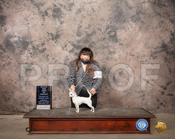 Chihuahua Smooth #16 Sun BOW Judge Sydney Good_SR_8276_Belton2020_HR3