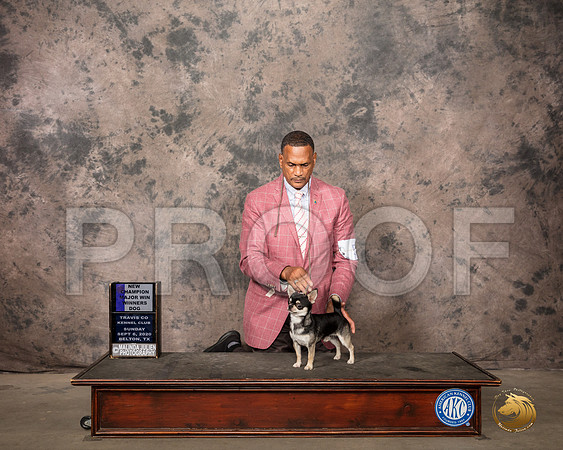 Chihuahua Smooth #5 Sun WD Judge Sydney Good_SR_8427_Belton2020_HR3