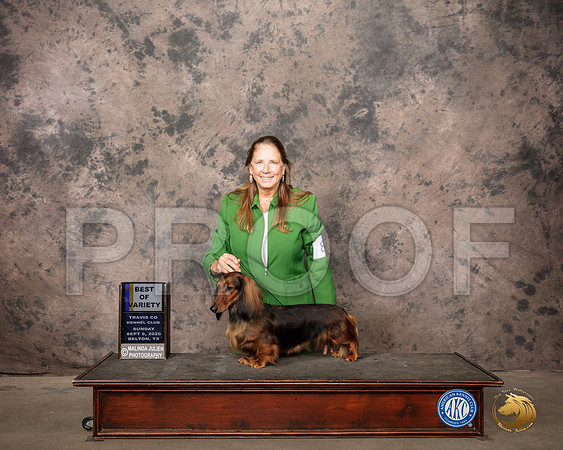 Dachshund Long #8 Sun BOV Judge Lee Whittier_SR_8318_Belton2020_HR3