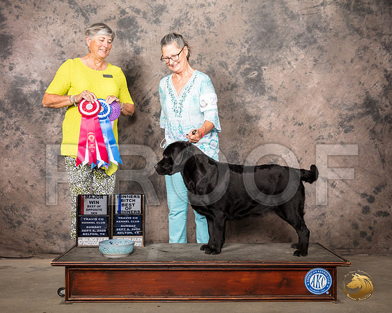 Labrador Retriever #22 Sun BOS Judge Marion Daniel_SR_8267_Belton2020_HR3