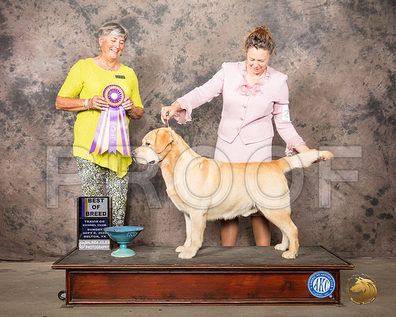 Labrador Retriever #25 Sun BOB Judge Marion Daniel_SR_8263_Belton2020_HR3