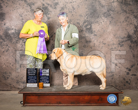 Labrador Retriever #7 Sun WD Judge Marion Daniel_SR_8287_Belton2020_HR3