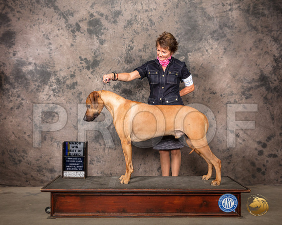 Rhodesian Ridgeback #35 Sun Judge Robert Robinson_SR_8218_Belton2020_HR3
