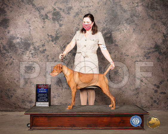 Vizsla #8 Sun BOS Judge Col Joe Purkhiser_SR_8198_Belton2020_HR3