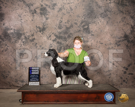 English Springer #12 Sun WB Judge Col Joe Purkhiser_SR_8565_Belton2020_HR3