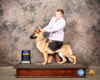 German Shepherd Dog #16 Sun RESHOOT