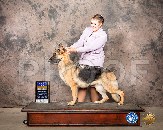 German Shepherd Dog #16 Sun RESHOOT_SR_8514_Belton2020_HR3