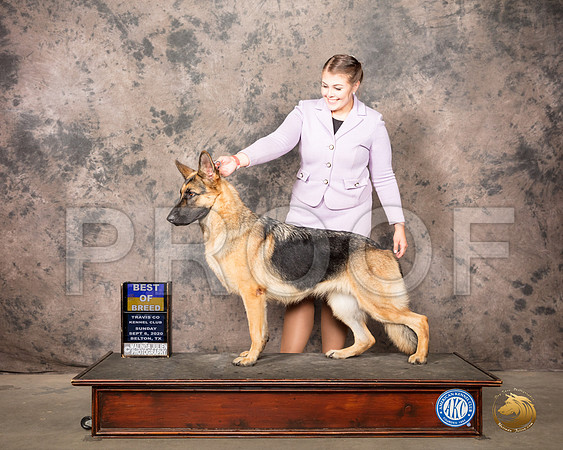 German Shepherd Dog #16 Sun RESHOOT_SR_8516_Belton2020_HR3