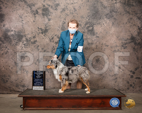 Miniature American Shepherd #14 Sun WB Judge Murrel Purkhiser_SR_8553_Belton2020_HR3