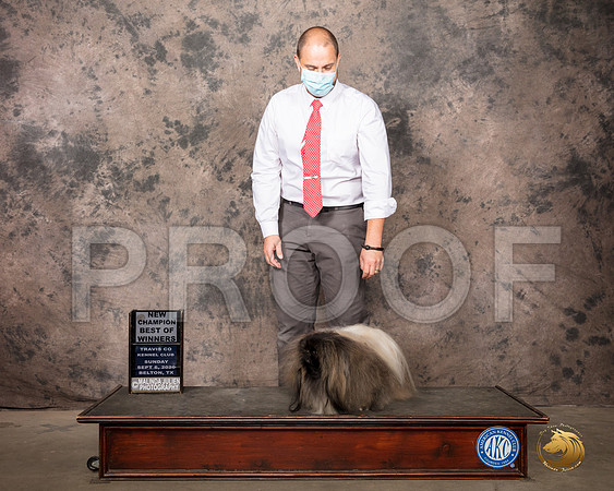 Pekingese #9 Sun WD Judge Darryl Vice_SR_8677_Belton2020_HR3