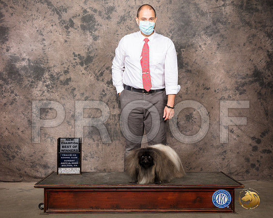 Pekingese #9 Sun WD Judge Darryl Vice_SR_8678_Belton2020_HR3