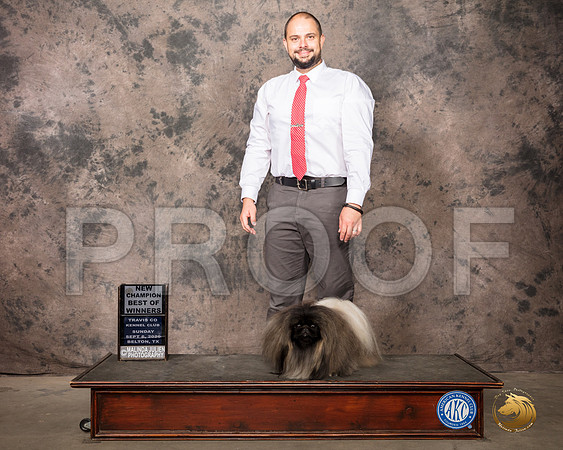 Pekingese #9 Sun WD Judge Darryl Vice_SR_8681_Belton2020_HR3