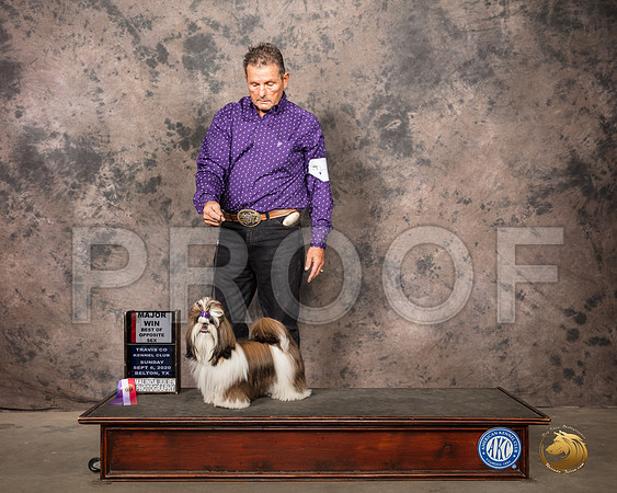 Shih Tzu #6 Sun BOS Judge Darryl Vice_SR_8658_Belton2020_HR3