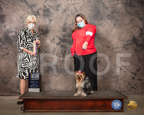 Yorkshire Terrier #8 Sun BOB Judge Sydney Good_SR_8641_Belton2020_HR3