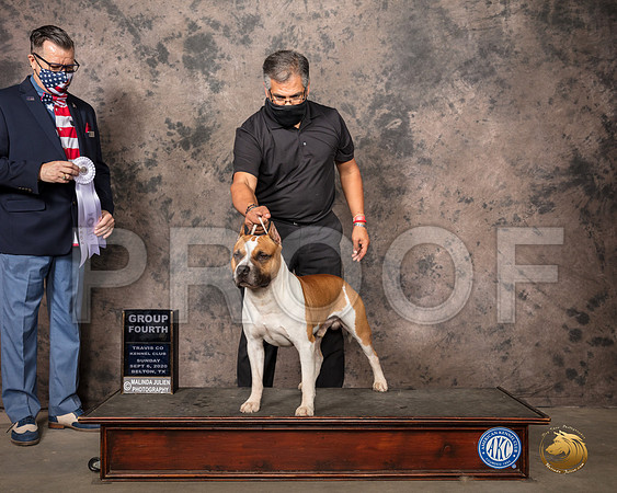 American Staffordshire Terrier #7 Sun G4 Judge Darryl Vice_SR_8821_Belton2020_HR3