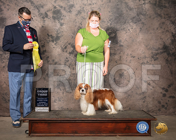 Cavalier King Charles Spaniel #17 Sun G3 Judge Darryl Vice_SR_8826_Belton2020_HR3
