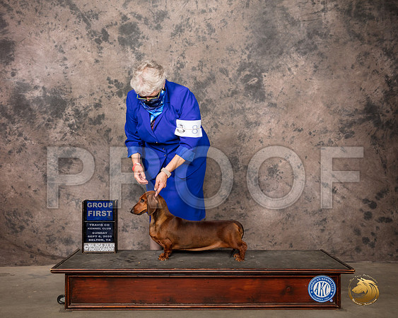 Dachshund Smooth #8 Sun G1 Judge Robert Robinson_SR_8859_Belton2020_HR3