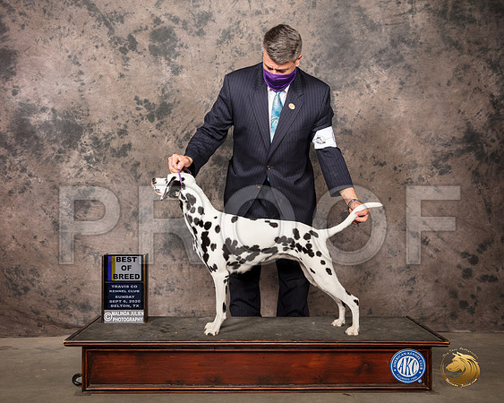 Dalmatian #6 Sun BOB Judge Col Joe Purkhiser_SR_8885_Belton2020_HR3