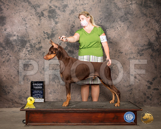 Doberman Pinscher #41 Sun G3 Judge Robert Robinson_SR_8931_Belton2020_HR3